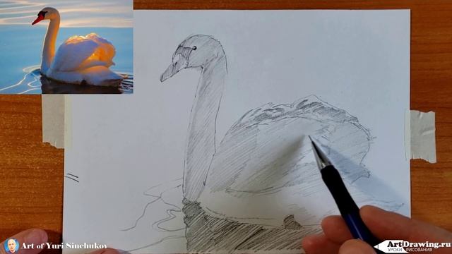 как нарисовать лебедя легко как нарисовать птицу карандашом юрий синчуков how to draw a swan easy смотреть онлайн