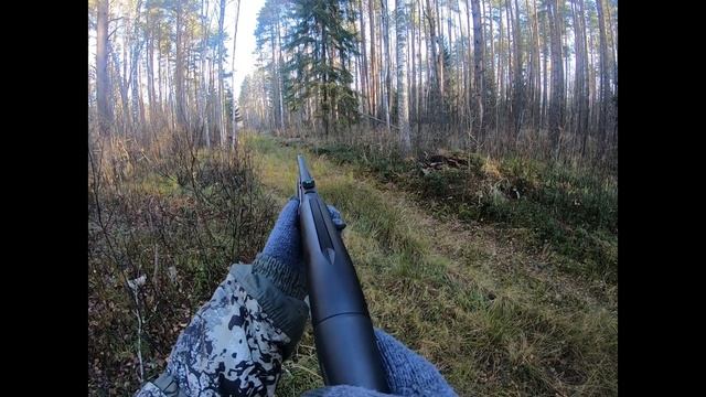 Загонная охота с лицензией на лося, деревня Погостище, городской округ Шатура, Московская область смотреть онлайн