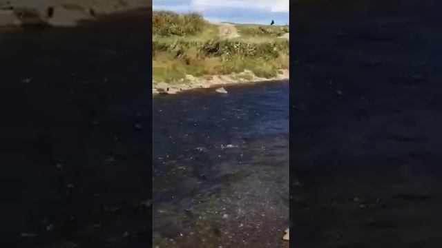 Кета нерест, рыбалка 2022 смотреть онлайн