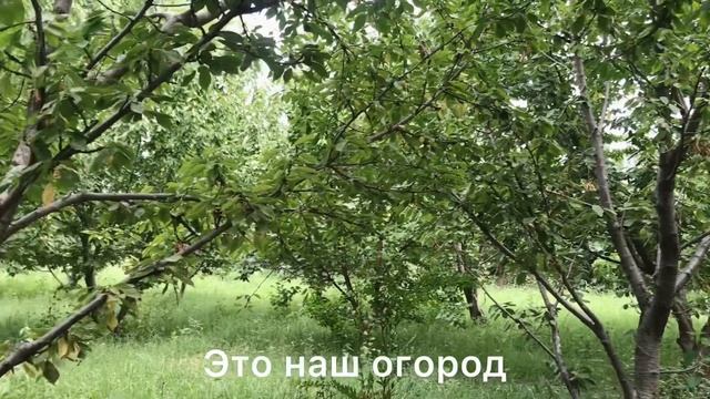 ОДИН ДЕНЬ В УЗБЕКСКОЙ ДЕРЕВНЕ | MAKING PLOV IN UZBEK VILLAGE| ГОТОВЯТ ПЛОВ НА КОСТРЕ В ДЕРЕВНЕ смотреть онлайн