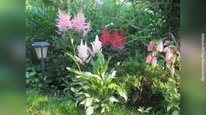 ❀ Астильба в ландшафтном дизайне, виды  и особенности ухода