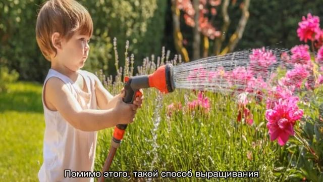 Пион Этчед Салмон (Paeonia Etched Salmon) смотреть онлайн