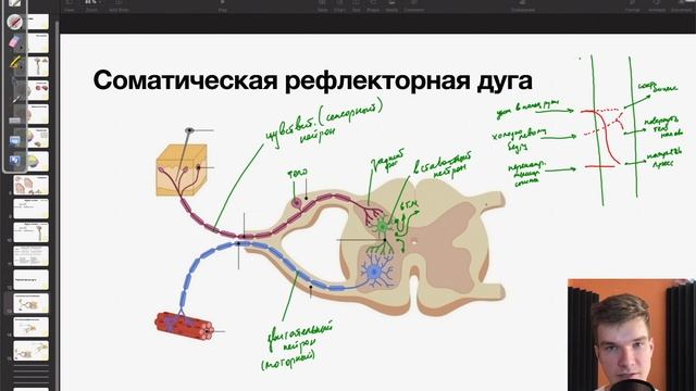 6.38. Рефлекторные дуги | Анатомия к ЕГЭ | Георгий Мишуровский смотреть онлайн