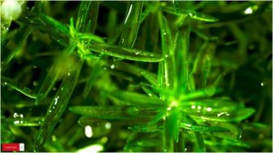 Роскошные фортепианные мелодии Ричарда Клайдермана | Музыка для открытия в ресторанах, гостиницах