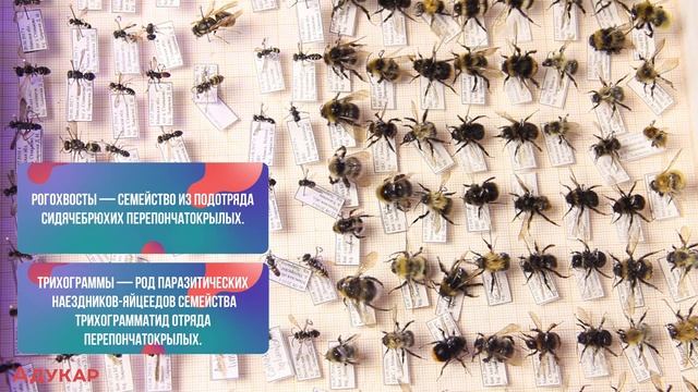 Насекомые. Отряды насекомых с полным и неполным превращением. Характеристика и представители | ЦТ/Ц смотреть онлайн