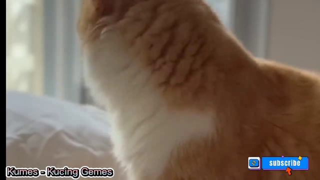 SUARA KUCING MEMANGGIL TEMANNYA смотреть онлайн