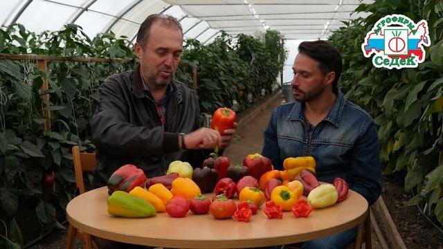 ВЫБИРАЕМ СОРТА СЛАДКОГО ПЕРЦА смотреть онлайн