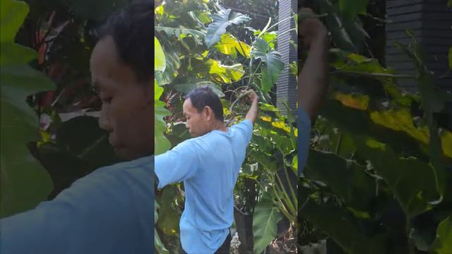 SALAH SATU CARA PERBANYAK TANAMAN PHILO DRAGON