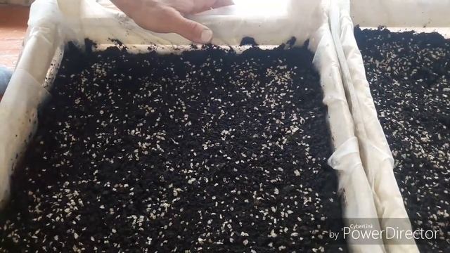 Павлония Посев семян в летний период. Paulownia sowing seeds in the summer???? смотреть онлайн