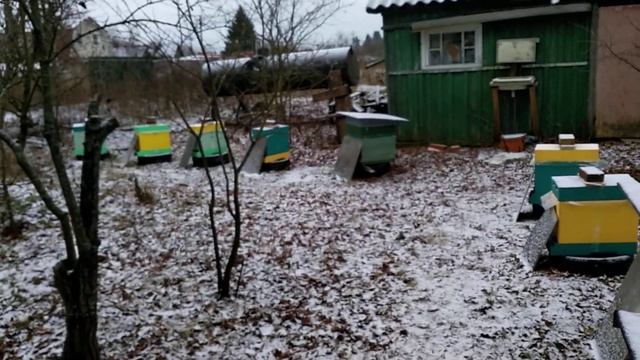 зимовка пчел на воле без утепления , эксперимент