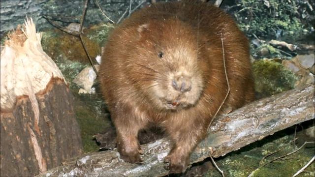 Заповедная даль путешествие смотреть онлайн