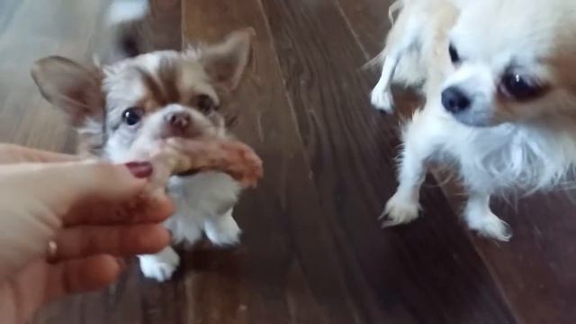 Войс и куриная шейка:)