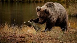 Тушда Айик курса | Tushda Ayiq ko'rsa