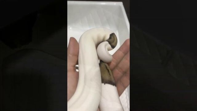 Red Axanthic Piebald Ball Python смотреть онлайн