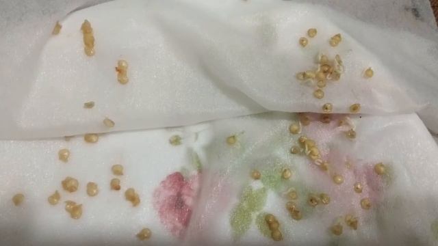 В чем лучше замачивать семена перца? Можно ли замораживать семена? смотреть онлайн