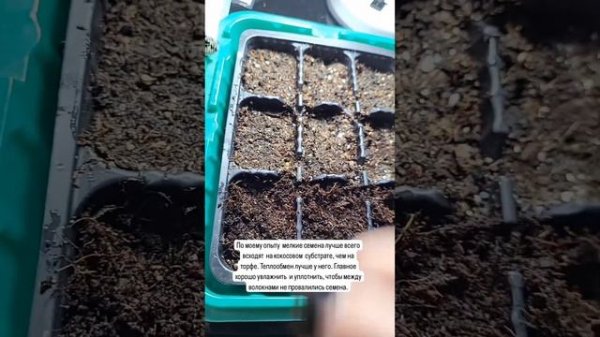 Посев Петхоа, Лобелии без последующей пикировки.