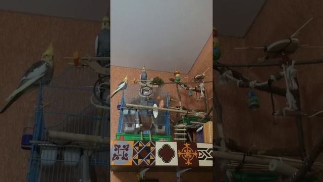 Каспийский груз - табор уходит в небо... смотреть онлайн