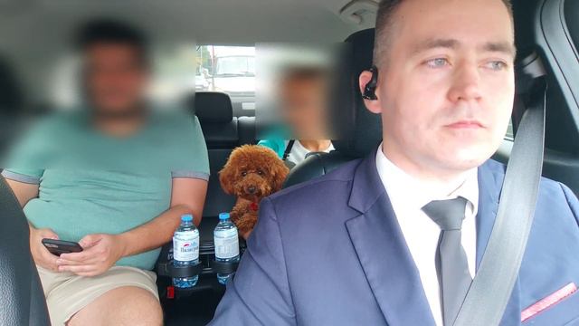 Перевозка животного в сумке-переноске )) смотреть онлайн