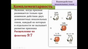 Биология. 9 класс. Взаимодействие аллельных и неаллельных генов. Людмила Ивановна. Profi-Teacher.ru