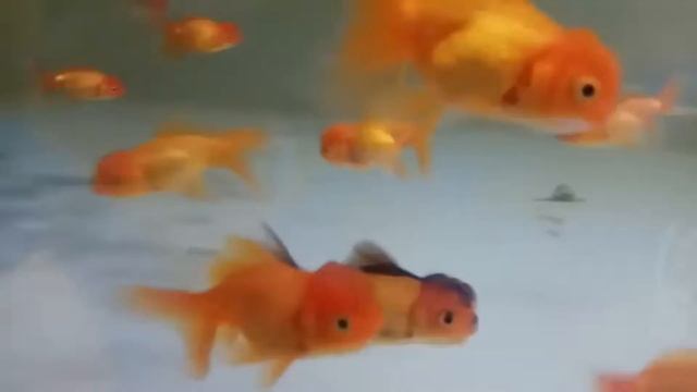 Красные оранды смотреть онлайн