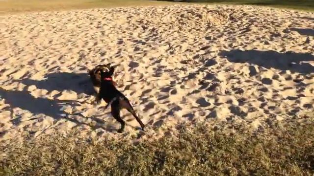 Pepper plays with a Basset Hound - German Shepherd Mix смотреть онлайн