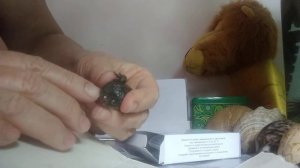 Тритон. Тритон заболел. шестая  часть.