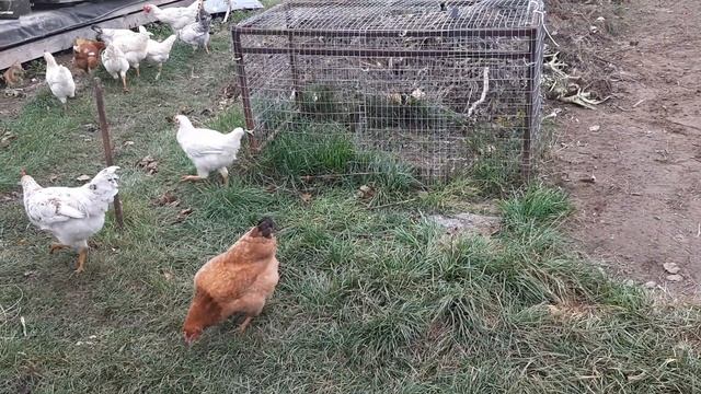 Два курятника на общем свободном выгуле! #свободныйвыгул #chick #курынесушки #куры #петухи #молодня смотреть онлайн