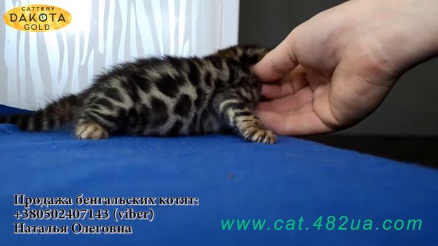 Будни питомника бенгальской кошки Dakota Gold   котята д р  12072017 позируем 1