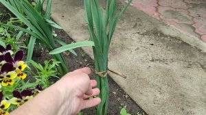 Нарциссы отцвели | Что делать с листьями.