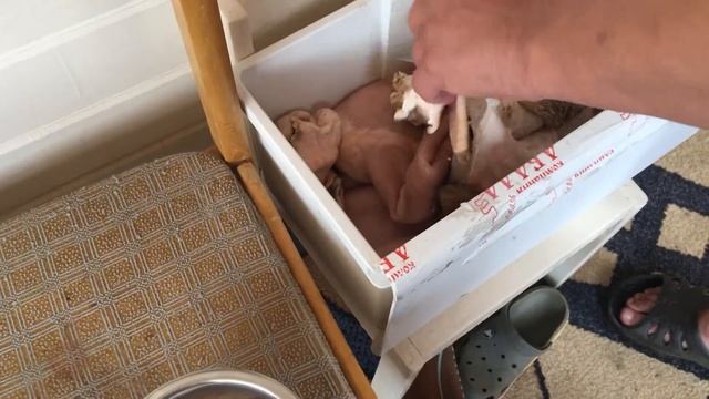 рубец для собаки смотреть онлайн