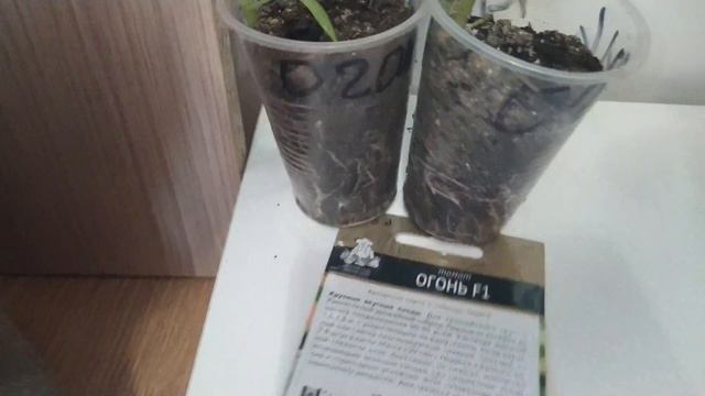 РАССАДА ТОМАТОВ | СОРТА ТОМАТОВ ДЛЯ РАННЕГО УРОЖАЯ смотреть онлайн