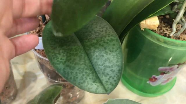 Моя коллекция цветущих ОРХИДЕЙ!!! смотреть онлайн