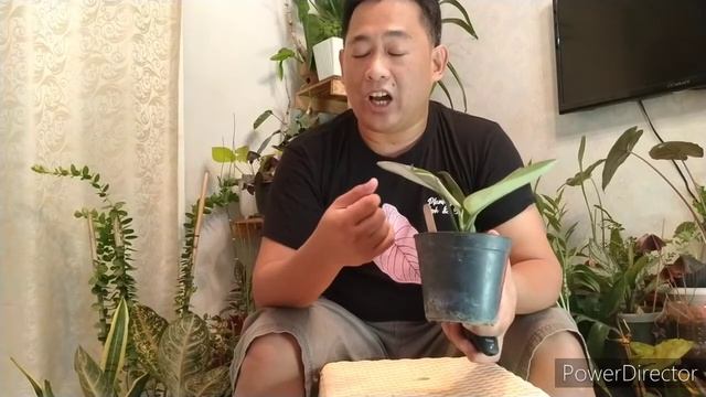 Let's talk about Scindapsus Treubii "Moonlight" смотреть онлайн