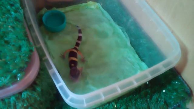 Новорожденный Эублефар осваивает новые владения )