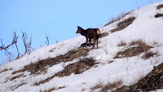 Весна в Сибири / Spring in Siberia смотреть онлайн