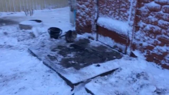 Напуганный и худой кот жил на улице в очень сильные морозы. Ведь хозяин его предал! смотреть онлайн