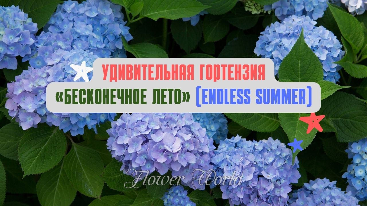 Гортензия «Бесконечное лето» (Endless Summer Hydrangea)? смотреть онлайн