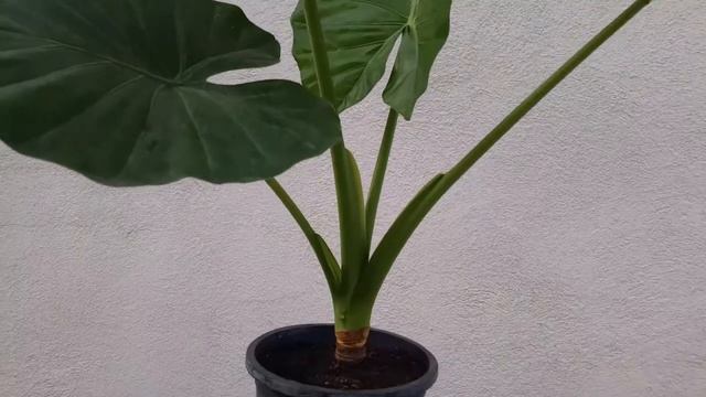 Alocasia recuperada en tres meses y medio. смотреть онлайн