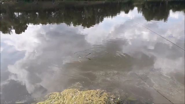 Клевое место д Савельево Обзор поимок третий сектор смотреть онлайн
