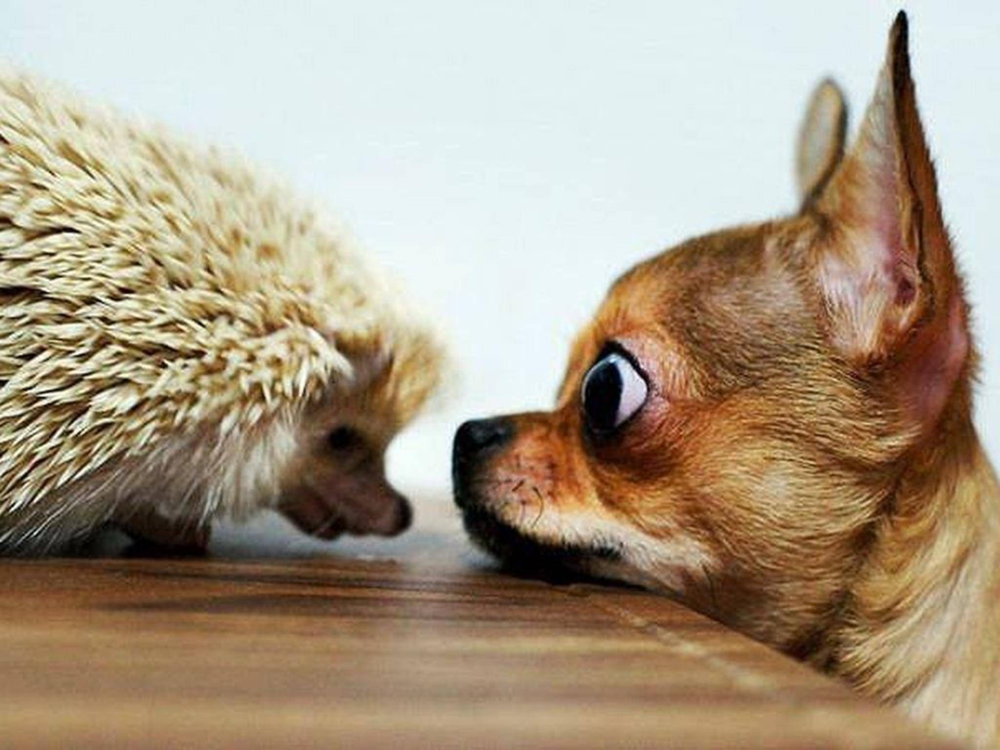 Приколы с животными / Смешные видео про животных