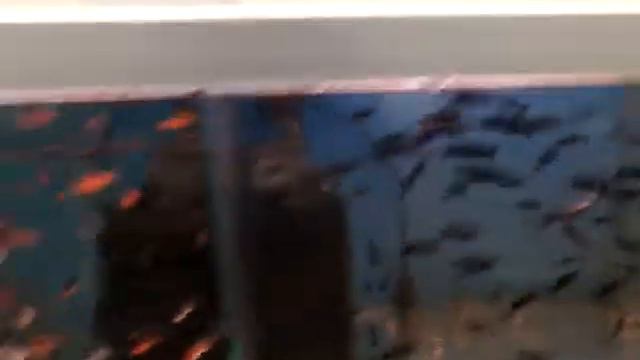 Продолжения похода в зоомагазин смотреть онлайн