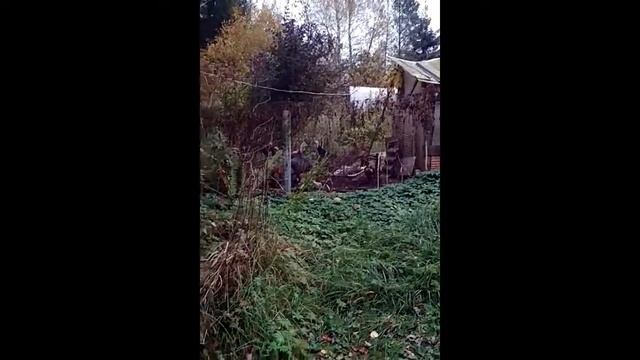 Как подготовить дачный участок к зиме смотреть онлайн