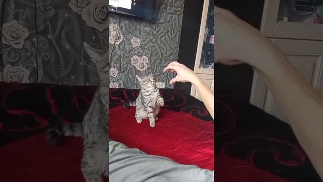 дикая кошка кидается смотреть онлайн