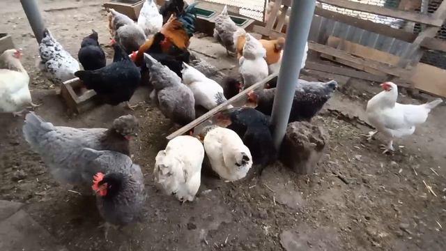 Маши растеряши🐤🐔 Сняли швы кошечкам 😼 Блины с инжирным вареньем 😋Живем на Кубани 🧡 смотреть онлайн
