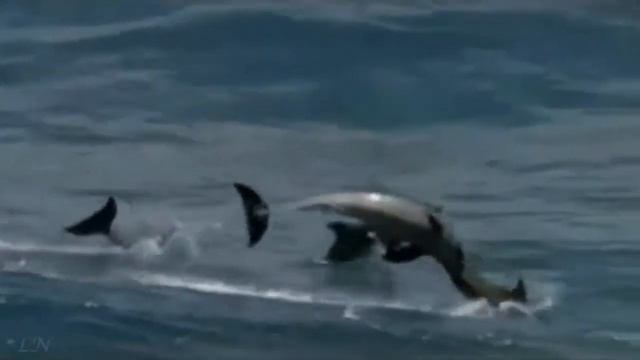 Скрипка и море Музыка души смотреть онлайн