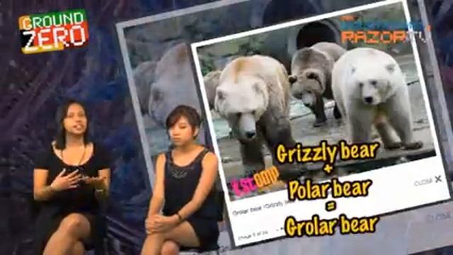 Hybrid animals (Ground Zero Pt 5) смотреть онлайн