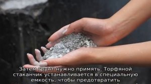 Посадка огурцов в торфяные горшочки на рассаду