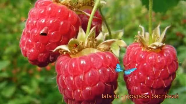 Малина традиционная Скромница (rubus) ? малина Скромница обзор: как сажать саженцы малины Скромница смотреть онлайн