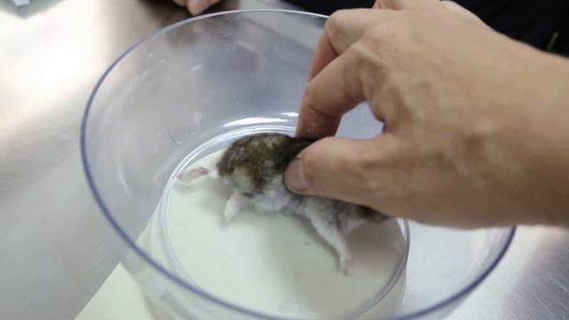A hamster fractures her right hind leg 1/6 смотреть онлайн