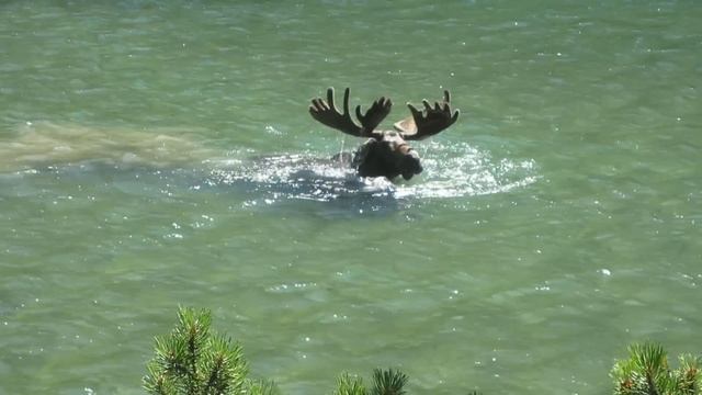 Diving Moose on Swiftcurrent Trail смотреть онлайн